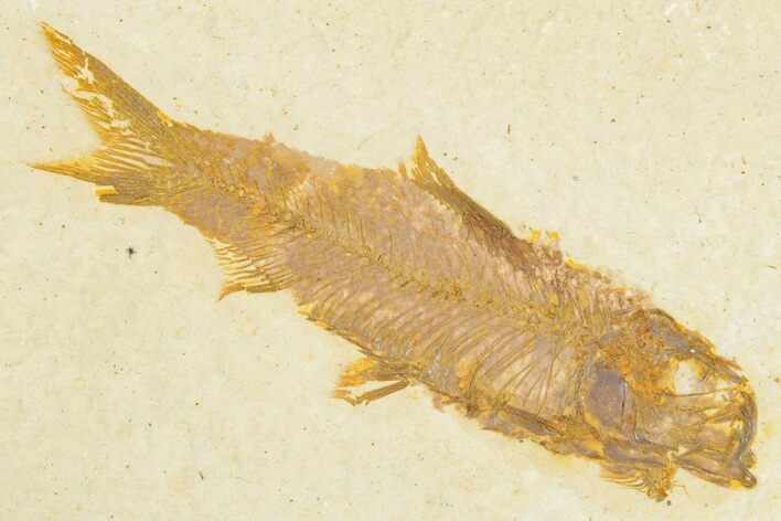 Detailed Fossil Fish (Knightia) - Wyoming #348095